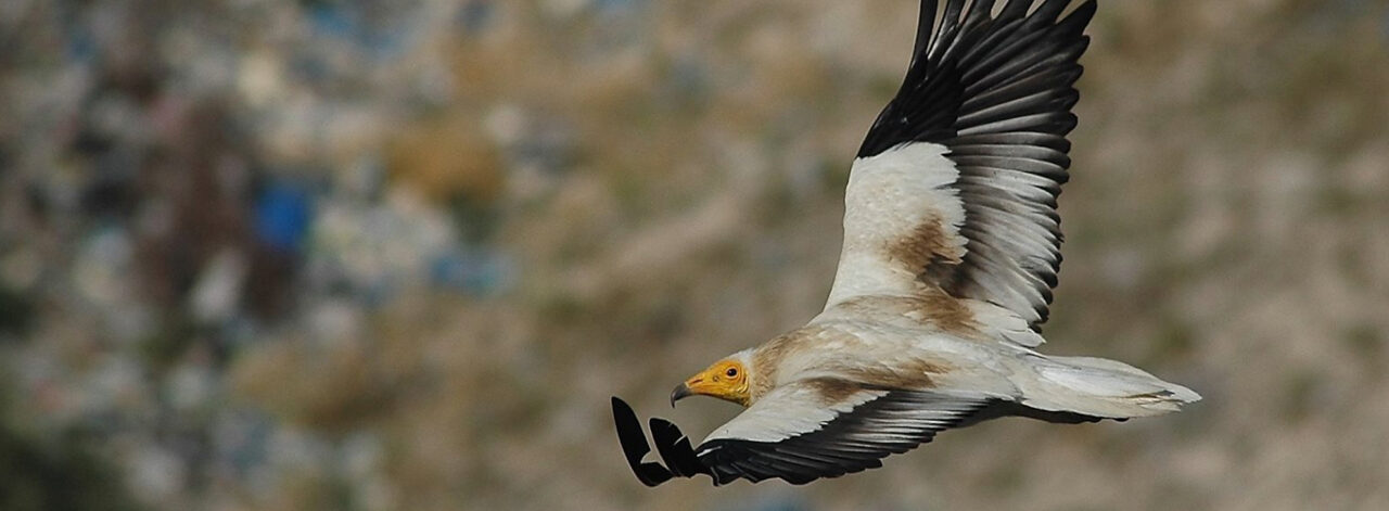 Kuşlar için Güvenli Göç Yolları