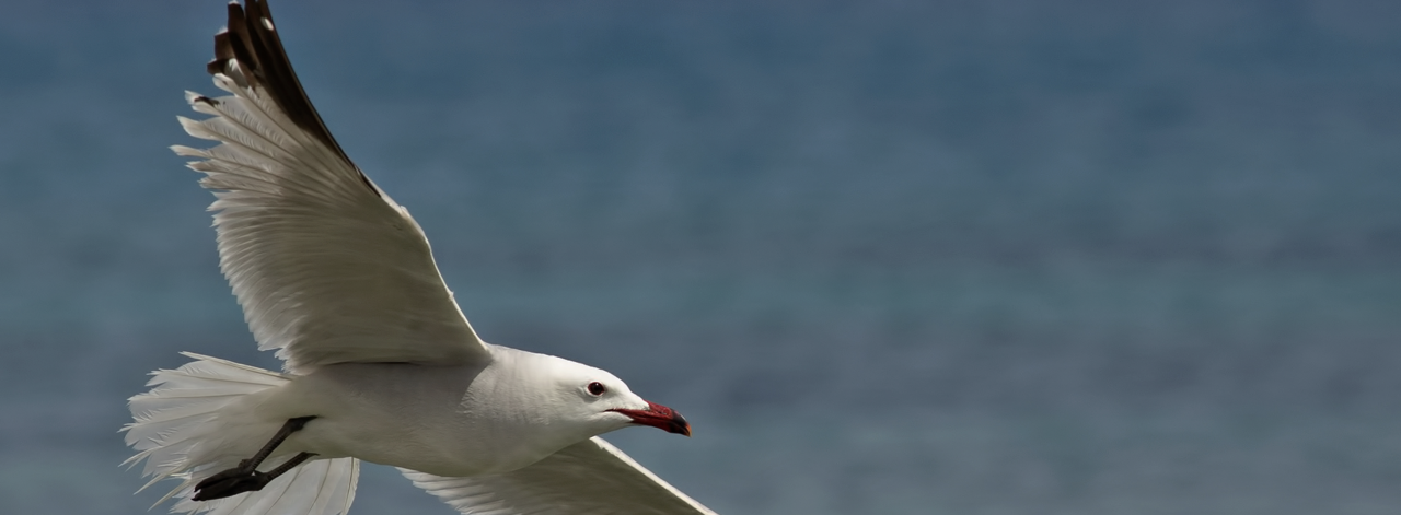 The importance of Türkiye for the threatened Audouin’s gulls is increasing.