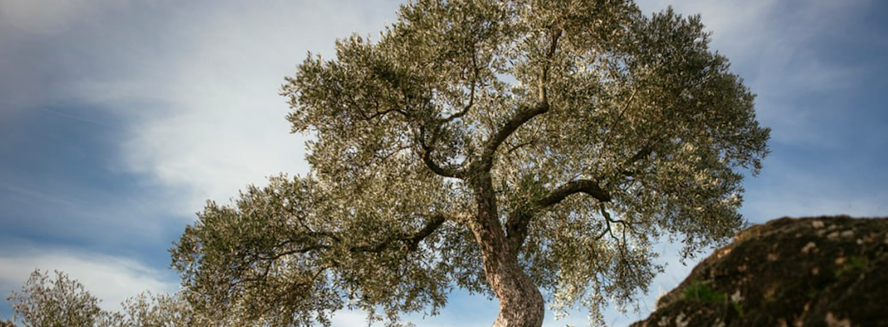 Doğa'nın 2025’i nasıl geçti?