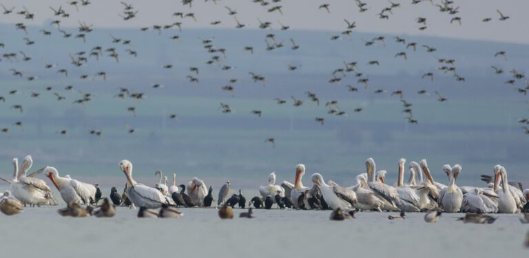 Önemli Kuş Alanları