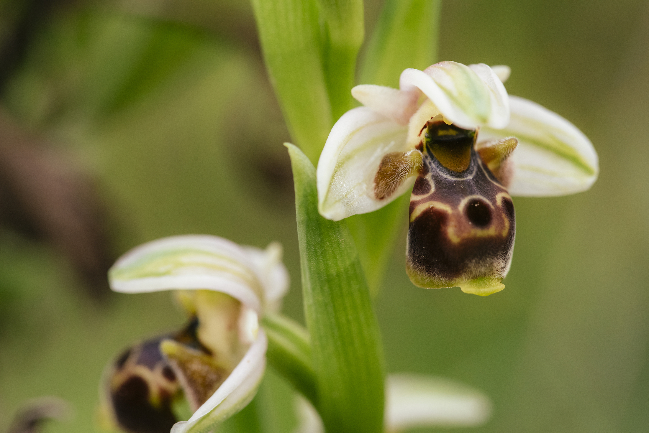 Ophrys umbilicata Photographer: Mahmut Koyaş 