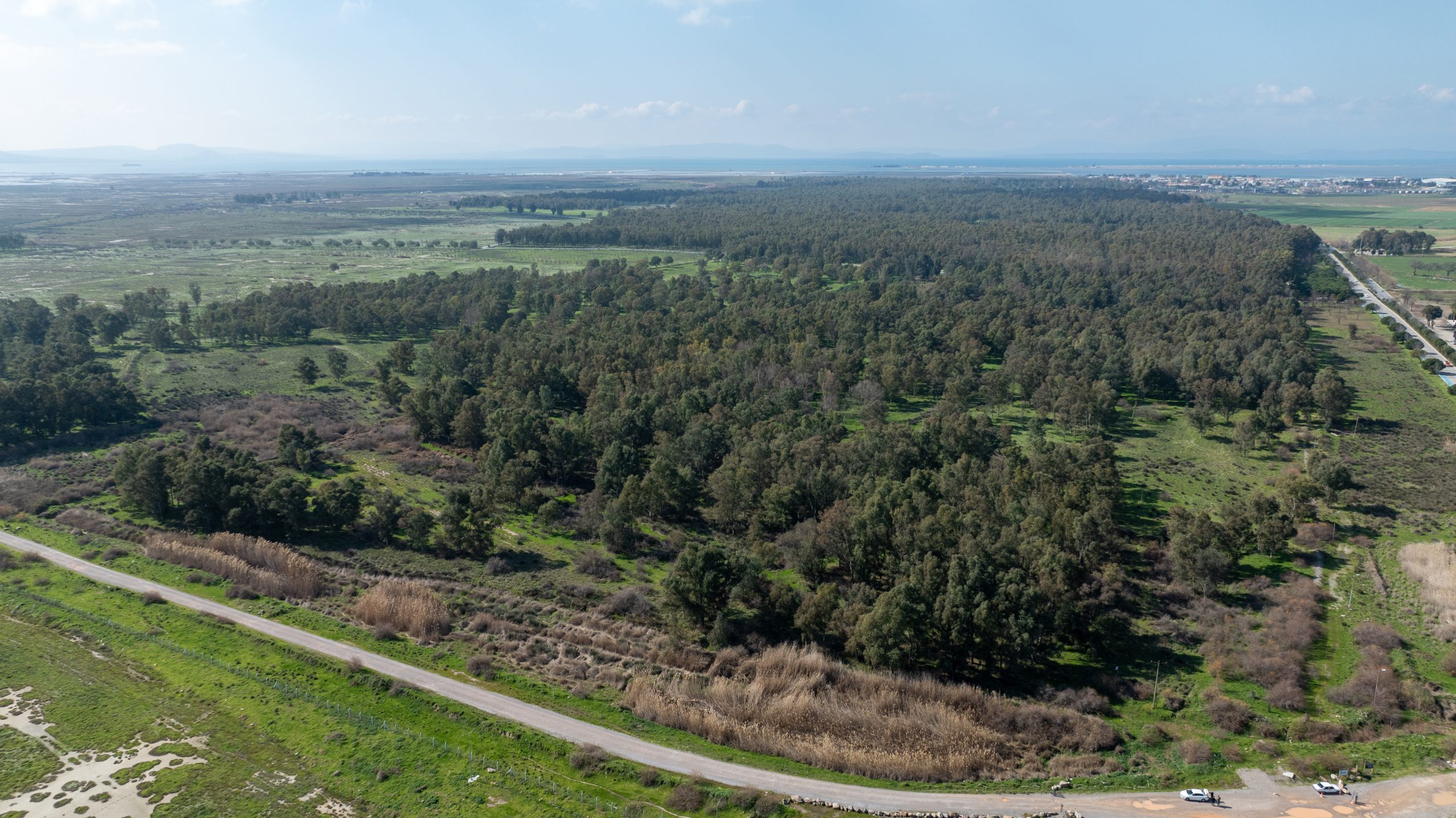 Proje alanı ve egzotik bitki türü olan Eucalyptus camaldulensis Dehn. plantasyon sahası. Fotoğraf: Canberk Günay