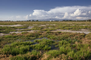 Fotoğraf: Mahmut Koyaş